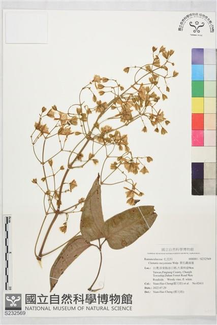 麥氏鐵線蓮藏品圖，第1張