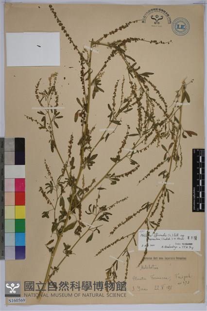 草木樨藏品圖，第1張