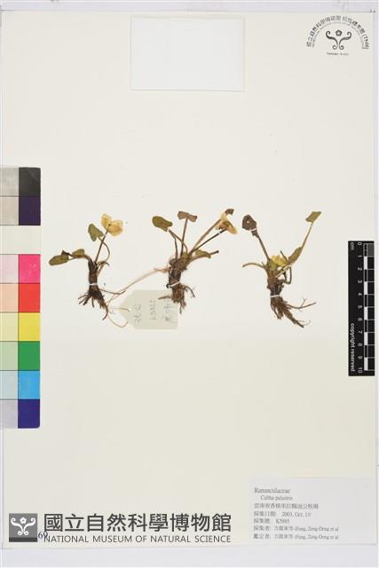 驢蹄草藏品圖，第1張