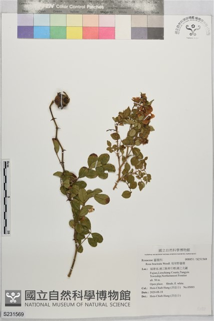 琉球野薔薇藏品圖，第1張