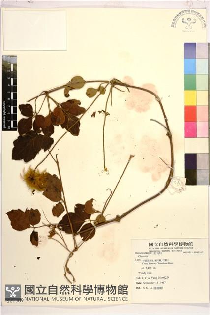 登錄號:S081569藏品圖，第1張