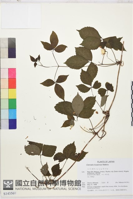 土佐鐵線蓮藏品圖，第1張