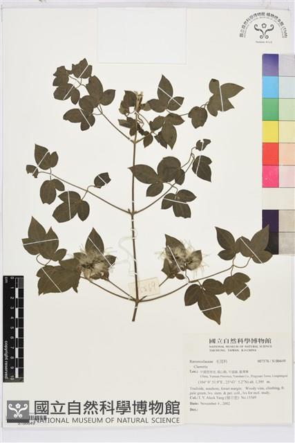 登錄號:S186649藏品圖，第1張