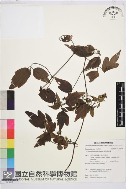 臺灣鐵線蓮藏品圖，第1張