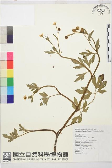 水辣菜、禺毛茛藏品圖，第1張