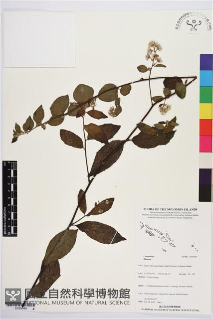 登錄號:S195649藏品圖，第1張