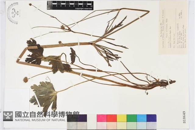 草玉梅藏品圖，第1張