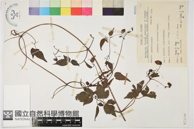 小木通藏品圖，第2張