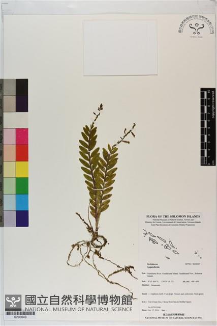 登錄號:S200049藏品圖，第1張