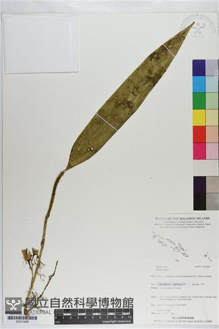 登錄號:S201049藏品圖，第1張