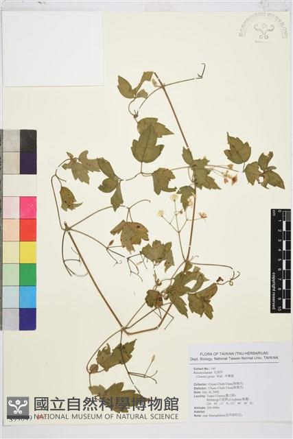 串鼻龍藏品圖，第1張