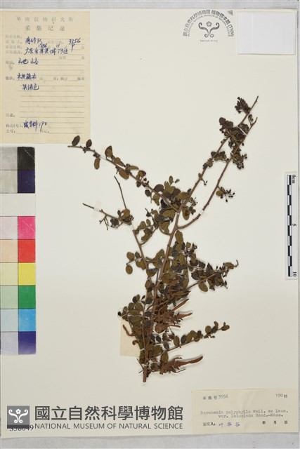 光枝勾兒茶藏品圖，第1張