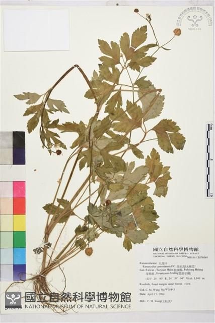 水辣菜、禺毛茛藏品圖，第1張