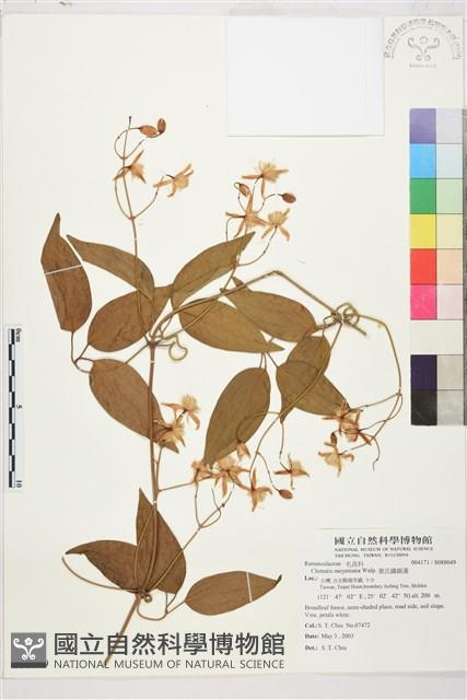 麥氏鐵線蓮藏品圖，第2張