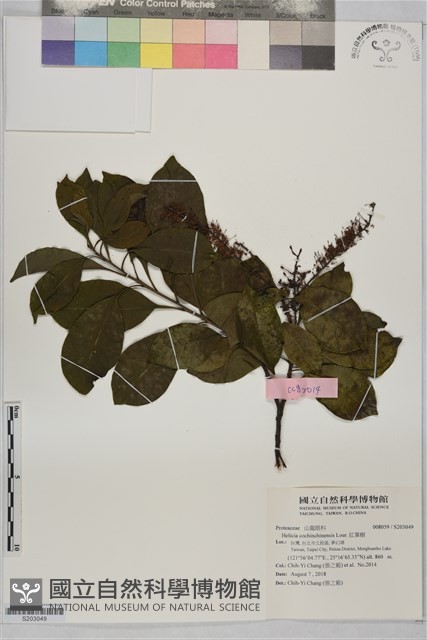 紅葉樹藏品圖，第1張