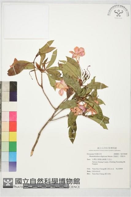 西施花、青紫木藏品圖，第1張