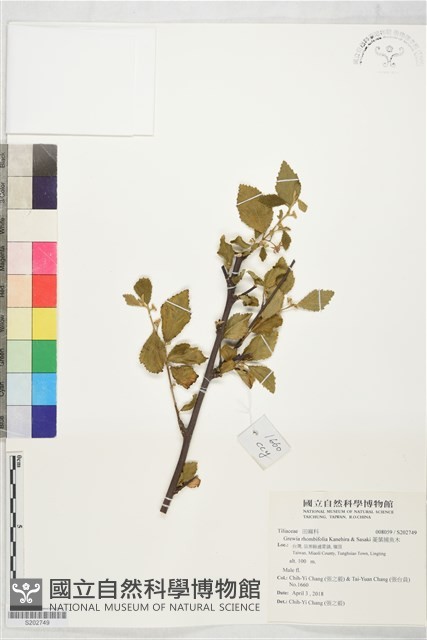 菱葉捕魚木藏品圖，第1張