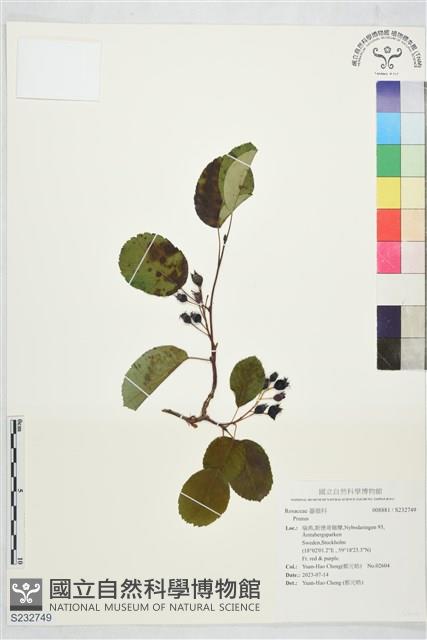 登錄號:S232749藏品圖，第1張