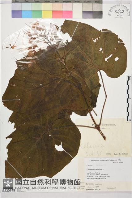 龍船花, 圓錐大青藏品圖，第1張