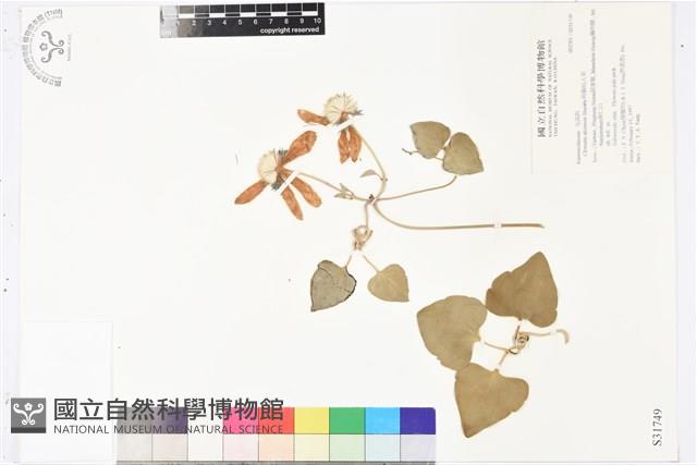 屏東鐵線蓮藏品圖，第2張