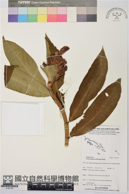 絹毛鳶尾、閉鞘薑藏品圖，第1張