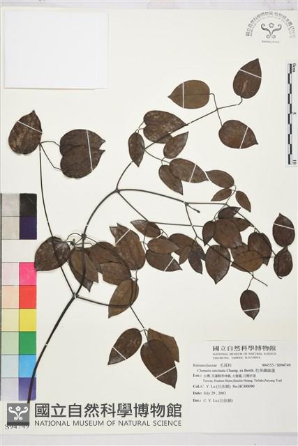 柱果鐵線蓮藏品圖，第2張