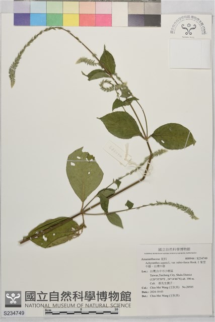 Accession Number:S234749 Collection Image