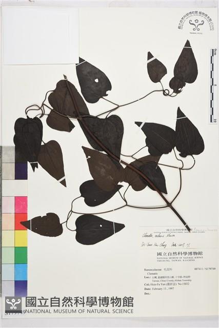 田代氏鐵線蓮藏品圖，第1張