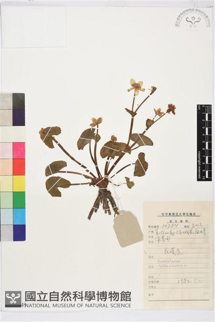 驢蹄草藏品圖，第1張