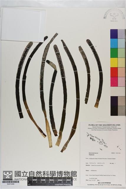 登錄號:S201249藏品圖，第1張