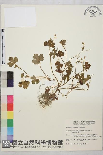 Accession Number:S011249 Collection Image