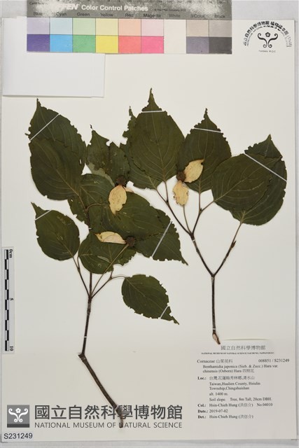 四照花藏品圖，第1張