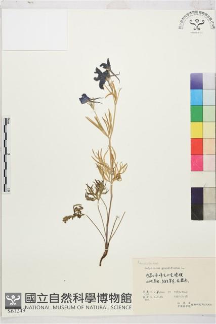 大花飛燕草藏品圖，第1張