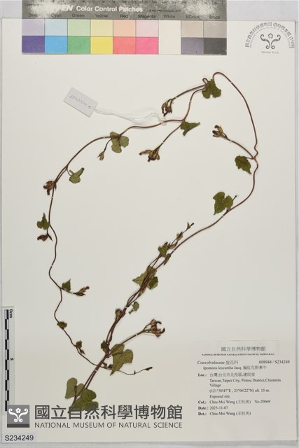 擬紅花野牽牛藏品圖，第1張