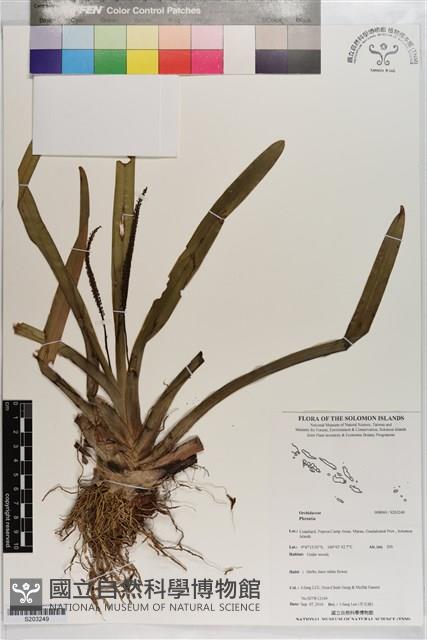 登錄號:S203249藏品圖，第1張