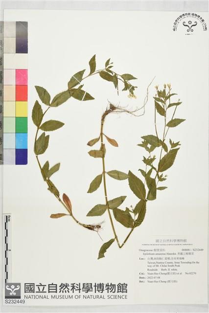 黑龍江柳葉菜藏品圖，第1張