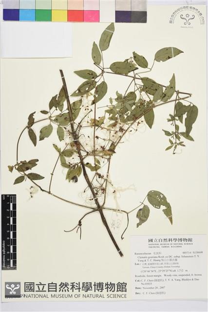 梨山小蓑衣藤藏品圖，第1張