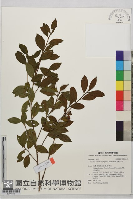 短柱山茶藏品圖，第1張