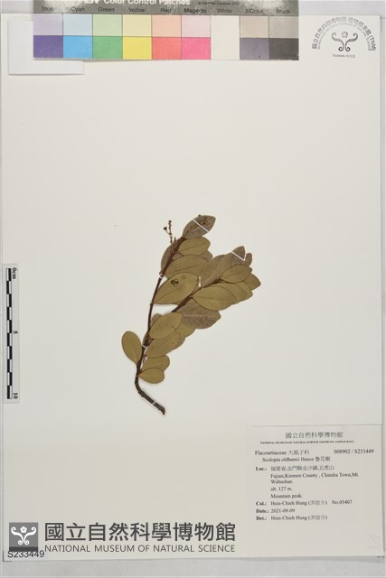 魯花樹藏品圖，第1張