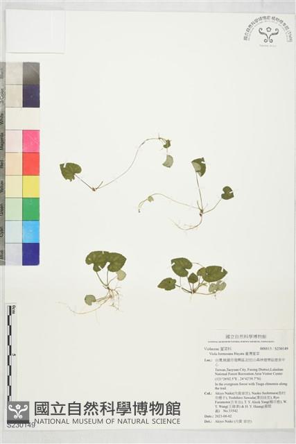 臺灣菫菜藏品圖，第1張