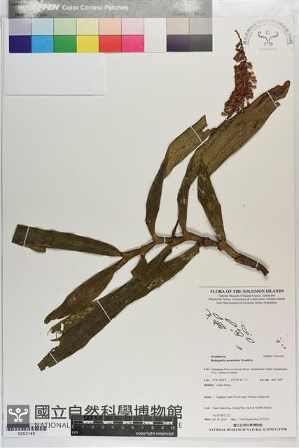 登錄號:S203149藏品圖，第1張