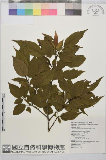 中原氏鼠李藏品圖，第2張