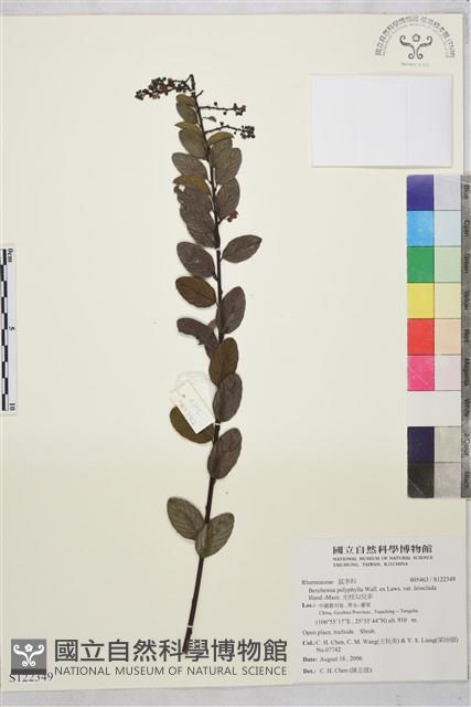 光枝勾兒茶藏品圖，第1張