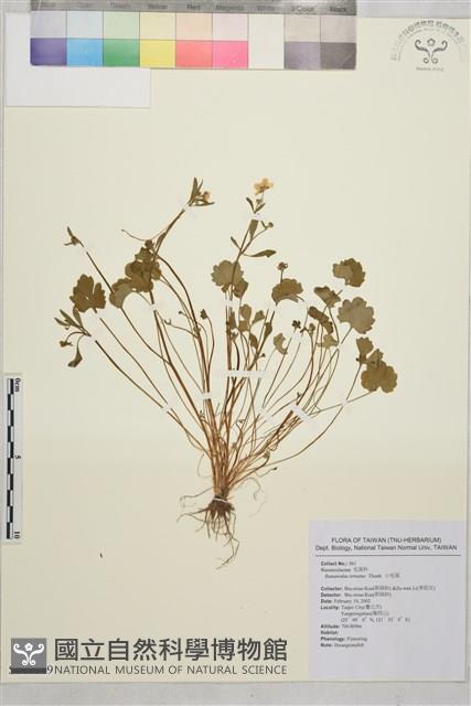 小毛茛藏品圖，第1張