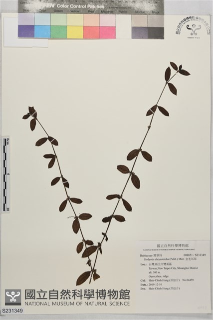 金毛耳草藏品圖，第1張
