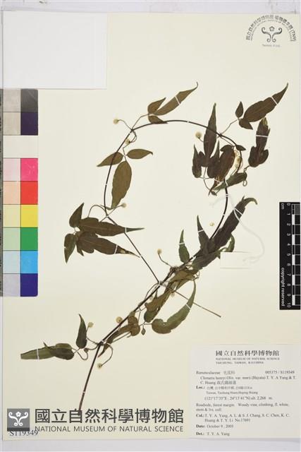 森氏鐵線蓮藏品圖，第1張