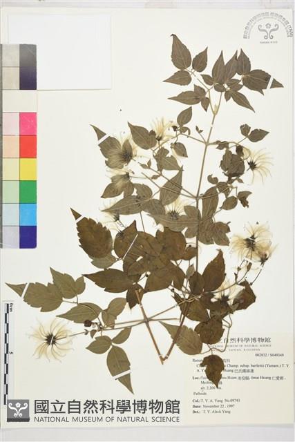 巴氏鐵線蓮藏品圖，第2張