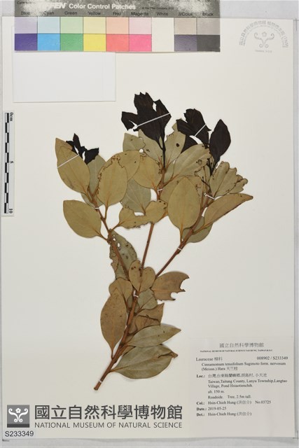 天竺桂藏品圖，第1張