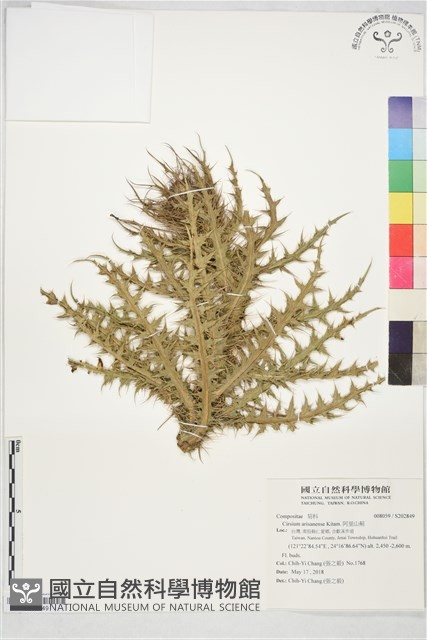 阿里山薊藏品圖，第1張