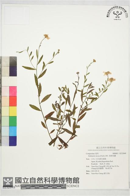 裂葉馬蘭藏品圖，第1張